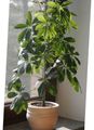 yeşil Kapalı bitkiler Şemsiye Ağaç, Schefflera özellikleri, fotoğraf
