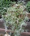Photo Hanging Plant Variegated Basketgrass Indoor Plants growing and characteristics