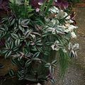 Photo Hanging Plant Wandering Jew Indoor Plants growing and characteristics