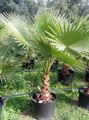 Photo Tree Washingtonia Indoor Plants growing and characteristics