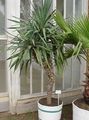 Photo Tree Yucca, Adams Needle Indoor Plants growing and characteristics
