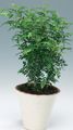 Photo Tree zanthoxylum Indoor Plants growing and characteristics