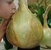 foto NUOVI 50 semi - semi di cipolla gigante. Ailsa Craig scozzese cimelio un seme onion.Vegetable enorme. Spedizione gratuita nuovo bestseller 2025-2024