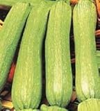 ZUCCHINO GENOVESE NR.50 SEMI foto, bestseller 2025-2024 nuovo, miglior prezzo EUR 1,95 recensione