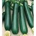 foto ZUCCHINO NANO VERDE DI MILANO NR.30 SEMI nuovo bestseller 2025-2024