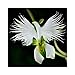 foto Semi di Raduga, AUTFIT Giapponese Egretta Bianca Piante di Orchidee Semi di Fiori per Bonsai, Giardino, Cortile （100pcs） nuovo bestseller 2025-2024