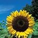 foto Fiore - Kings Semi - Confezione Multicolore - Girasole - Gigante Single nuovo bestseller 2025-2024