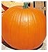 foto 30 C.ca Semi Zucca Gialla Quintale - Cucurbita maxima In Confezione Originale Prodotto in Italia - Zucche gialle quintali nuovo bestseller 2025-2024