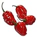 foto PEPERONCINO HABANERO ROSSO NR.25 SEMI nuovo bestseller 2025-2024