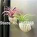 foto Pinkdose 100 Pz Rare Bromeliad Vegetable Seeds e Frutta Giardino Piante succulente Mini Cactus Pots Crescita Naturale per la casa Giardino delle Piante: 17 nuovo bestseller 2025-2024