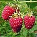 foto Shoppy Star: Shoppy Stella: 25 Seeds: Lampone impianto semi-Rubus Idaeus- cespuglio di frutta - Giant dolce rosso brillante bacche (25 Seeds) nuovo bestseller 2024-2023