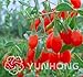 foto Pinkdose Vendita Calda 200 GOJIBERRY Bonsai Wolfberry Gou-gi-zi, Matrimonio Matrimonio, Lycium barbarum Goji Berry, Pianta ad arbusto (Frutta commestibile, Veloce nuovo bestseller 2025-2024