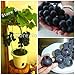 foto PLAT FIRM Germinazione I semi PLATFIRM-Fruit Bonsai Semi 20pcs Molto rari Nano giapponese Kyoho (Vitis labrusca) Deep Purple Tabella semi d'uva! nuovo bestseller 2025-2024