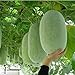 foto Pinkdose Quattro stagioni Grandi semi di melone d'inverno in vaso bonsai balcone piante frutta verdura per fai da te a casa & amp; giardino, facile da coltivare 10seeds nuovo bestseller 2025-2024