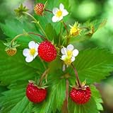 Fragaria vesca - Fragola selvatica - Spg - Semi foto, bestseller 2025-2024 nuovo, miglior prezzo EUR 2,00 recensione