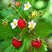 foto Fragaria vesca - Fragola selvatica - Spg - Semi nuovo bestseller 2025-2024