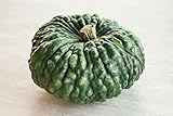 ZUCCA MARINA DI CHIOGGIA NR.15 SEMI foto, bestseller 2024-2023 nuovo, miglior prezzo EUR 2,00 recensione