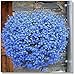 foto 400pcs! Famiglia perenne piante da giardino, fiore di lino blu fiori, piante in vaso sospeso, fiore blu semi di lino Hanging nuovo bestseller 2024-2023