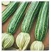 foto 40 C.ca Semi Zucchino San Pasquale - Cucurbita Pepo In Confezione Originale Prodotto in Italia - Zucchine nuovo bestseller 2025-2024