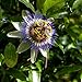 foto I semi di fiore della passione blu - Passiflora caerulea nuovo bestseller 2024-2023