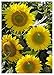 foto TROPICA - Girasole Summer Breeze F1 (Helianthus annuus) - 35 Semi- Girasoli nuovo bestseller 2025-2024