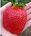 foto 50 Semi FRAGOLA GIGANTE FRAGARIA X ANANASSA + PICCOLA GUIDA COLTIVAZIONE nuovo bestseller 2025-2024