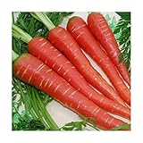 CAROTA ROSSA NR.200 SEMI foto, bestseller 2025-2024 nuovo, miglior prezzo EUR 2,00 recensione