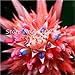 foto Pinkdose 50 Pz Rare Pink Bromeliad Tillandsia Bulbosai, Pigri Piante Mini Cactus Pot Crescita Naturale Succulenta Seedsplant per la Casa Giardino: 15 nuovo bestseller 2025-2024