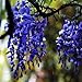 foto Wisteria Glicine vite semi alberelli semi piante da giardino vegetale raffinato di fiori 5 semi nuovo bestseller 2025-2024