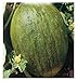 foto 90 C.ca Semi Melone Valenciano Temprano - Cucumis Melo In Confezione Originale Prodotto in Italia - Meloni valenciani nuovo bestseller 2025-2024