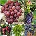 foto Pinkdose 50 Bulk Giardino d'uva bonsai Vitis Vinifera Delicious Fresh Fruit -Mixed bonsai - U. K nuovo bestseller 2025-2024