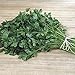 foto PLAT FIRM Germinazione I semi PLATFIRM-Levistico Levisticum Officinale Herb Facile Grow, 100 semi nuovo bestseller 2025-2024