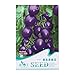 foto Kofun viola pomodoro verdure semi bella e Vivid Flower verdure piantare semi 20 pezzi/1 borsa, Purple Tomato, 1 Bag nuovo bestseller 2025-2024