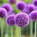 foto Ncient 10/20/50/100 Semi Sementi di Allium Giganteum Semi di Fiori Rari Piante Profumati per Orto Giardino Balcone Interni ed Esterni nuovo bestseller 2024-2023