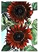 foto TROPICA - Girasole Claret F1 (Helianthus annuus) - 20 Semi- Girasoli nuovo bestseller 2025-2024