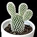 foto Pinkdose 200 pc Semi Fiore di Cactus, Semi Esotiche Piante grasse Ornamentali Attraente impressionanti: 1 nuovo bestseller 2025-2024