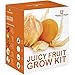 foto Juicy FRUTTA SEME Kit per far crescere SCATOLA REGALO DA Thompson & Morgan - 5 Fresh flavoursome FRUTTA to Grow ;Fragola,melone ,Rabarbaro ,Physalis & Pomodoro SEMI nuovo bestseller 2025-2024