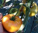 SEMI POMODORO AMANA ARANCIO foto, bestseller 2025-2024 nuovo, miglior prezzo EUR 4,50 recensione