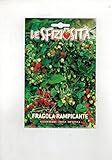 Fragola Rampicante (Semente) semi strawberry fragaria ananassa foto, bestseller 2025-2024 nuovo, miglior prezzo EUR 6,50 recensione