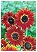 foto TROPICA - Girasole Ruby F1 (Helianthus annuus) - 30 Semi- Girasoli nuovo bestseller 2025-2024