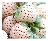 Exotic Plants bianco fragola - - 30 semi foto, bestseller 2025-2024 nuovo, miglior prezzo EUR 4,19 recensione