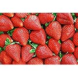 Semi di tentazione di fragola - Fragaria ananassa foto, bestseller 2025-2024 nuovo, miglior prezzo EUR 4,19 recensione