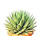 foto PIANTE GRASSE VERE RARE Agave Regina Vittoria VASO 35 COLTIVAZIONE Produzione Viggiano Cactus nuovo bestseller 2025-2024