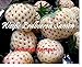 foto 100x bianco fragole ANANAS GUSTO semi seme Eye-catcher Pianta Frutta COMMESTIBILE Giardino Novità #121 nuovo bestseller 2025-2024