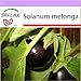 foto SAFLAX - Melanzana - 20 semi - Solanum melonga nuovo bestseller 2024-2023