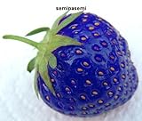 60 SEMI DI FRAGOLE BLU foto, bestseller 2025-2024 nuovo, miglior prezzo EUR 4,98 recensione