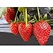 foto Semi di fragola, semi di piante da frutto fragola per giardino domestico-100pz nuovo bestseller 2025-2024