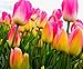 foto Semi 200pc olandese Cavolo tulipano. Aroma Tulip Plant (non è tulipano lampadine-lampadine trasporto deperibili) Advanced Seeds Bonsai Fiore nuovo bestseller 2024-2023