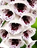 Semi di Digitalis Elsie Kelsey - Digitalis purpurea foto, bestseller 2025-2024 nuovo, miglior prezzo EUR 3,19 recensione