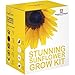 foto STUPENDO GIRASOLE SEME Kit per far crescere SCATOLA REGALO DA Thompson & MORGAN 5 COLORATO & CONTRASTO FIORI to Grow ; Helios,velluto Queen, NANO GIALLO Spray, & SAN VALENTINO SEMI nuovo bestseller 2025-2024